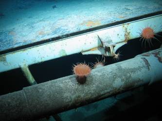 5.9-inch gun concealed on port side below forecastle